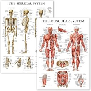 Palace Learning Muscular & Skeletal System Anatomical Poster Set - LAMINATED 2 Chart Set - Human Skeleton & Muscle Anatomy - (18 x 24)